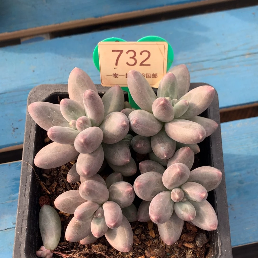 乌拉奶无砍开播福利732