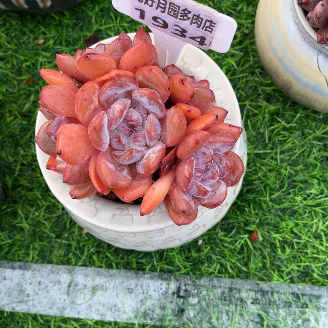 ****多肉植物1934不带盆