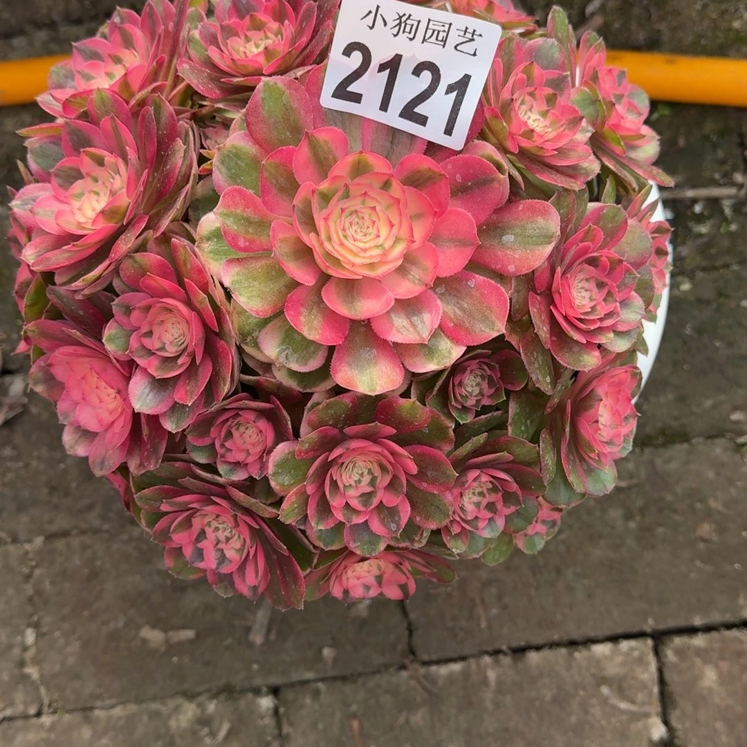 浅***光荔枝多肉植物2121寄养