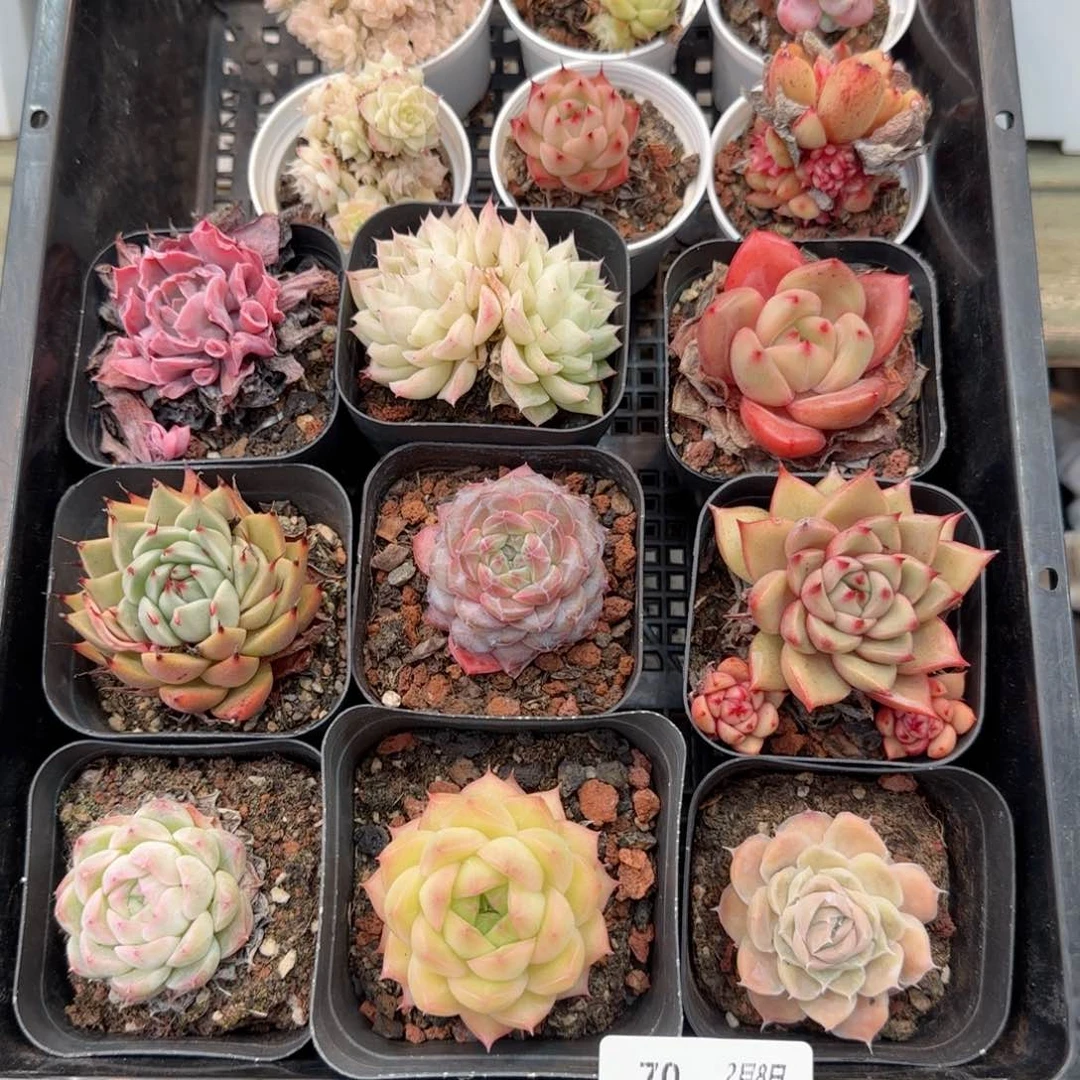 框拍框拍0208-70