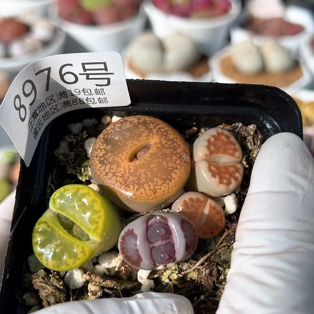 好养易活生石花大母本8976