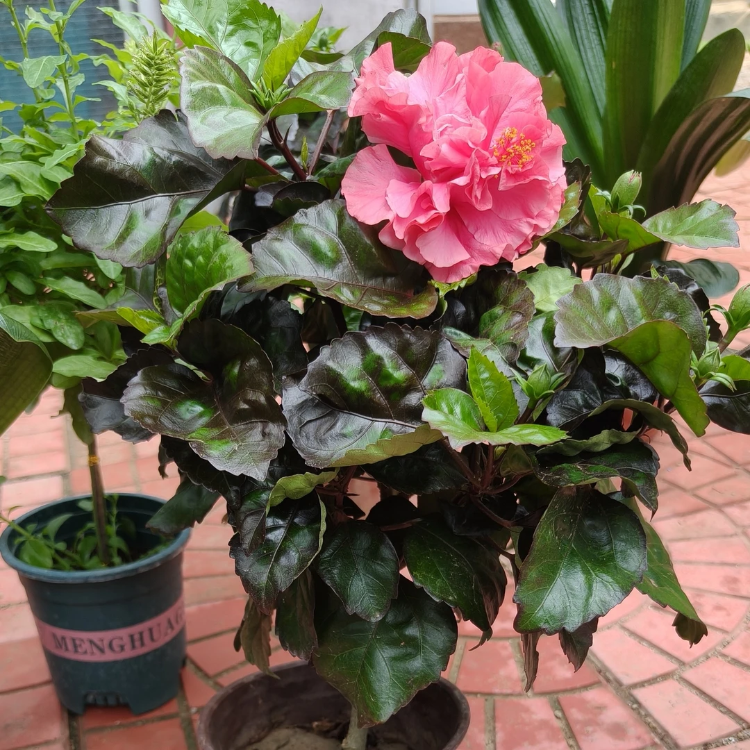 美国大粉木槿花一盆