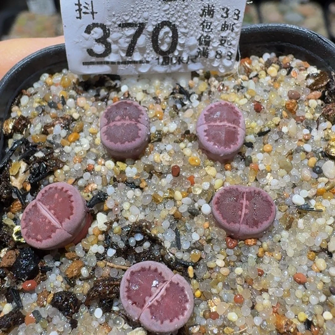 Ssss精品生石花370