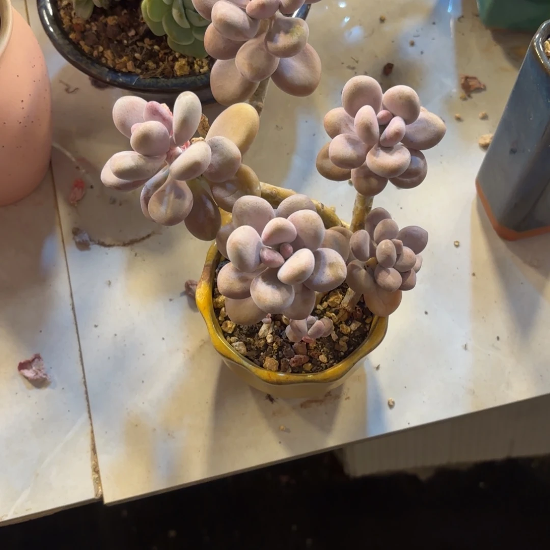*️**106号老庄多肉植物