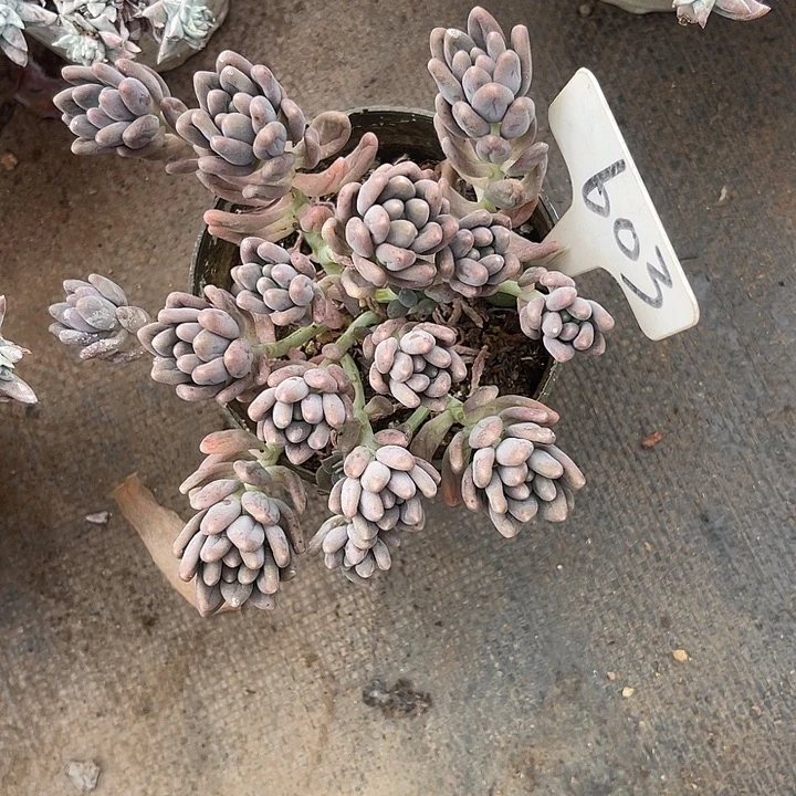 晨语多肉，一物一拍星黛露603