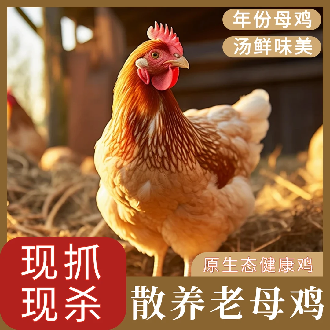 正宗老母鸡2年老母鸡土鸡农家散养走地鸡月子鸡煲汤现杀新鲜土鸡