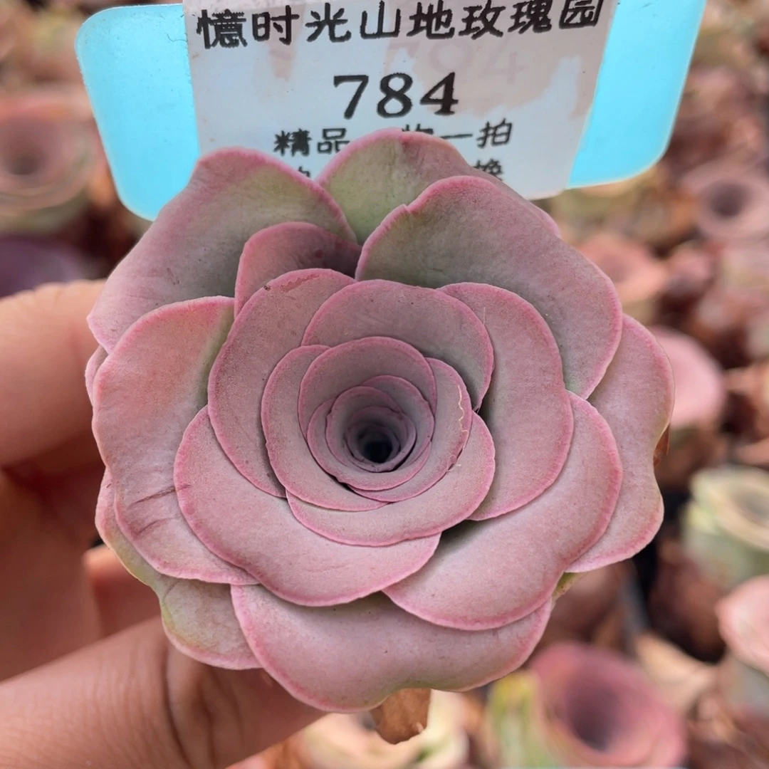 山地玫瑰784裸根发货不售后
