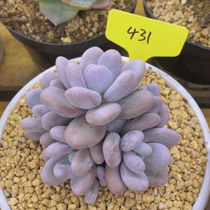 2周年快乐，开心多肉