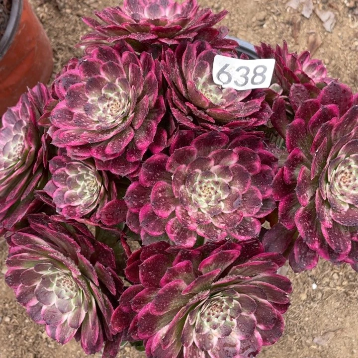 638多肉植物油彩画