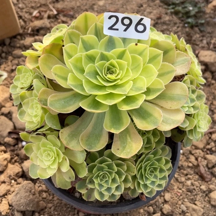 无花朵296多肉植物雨荷