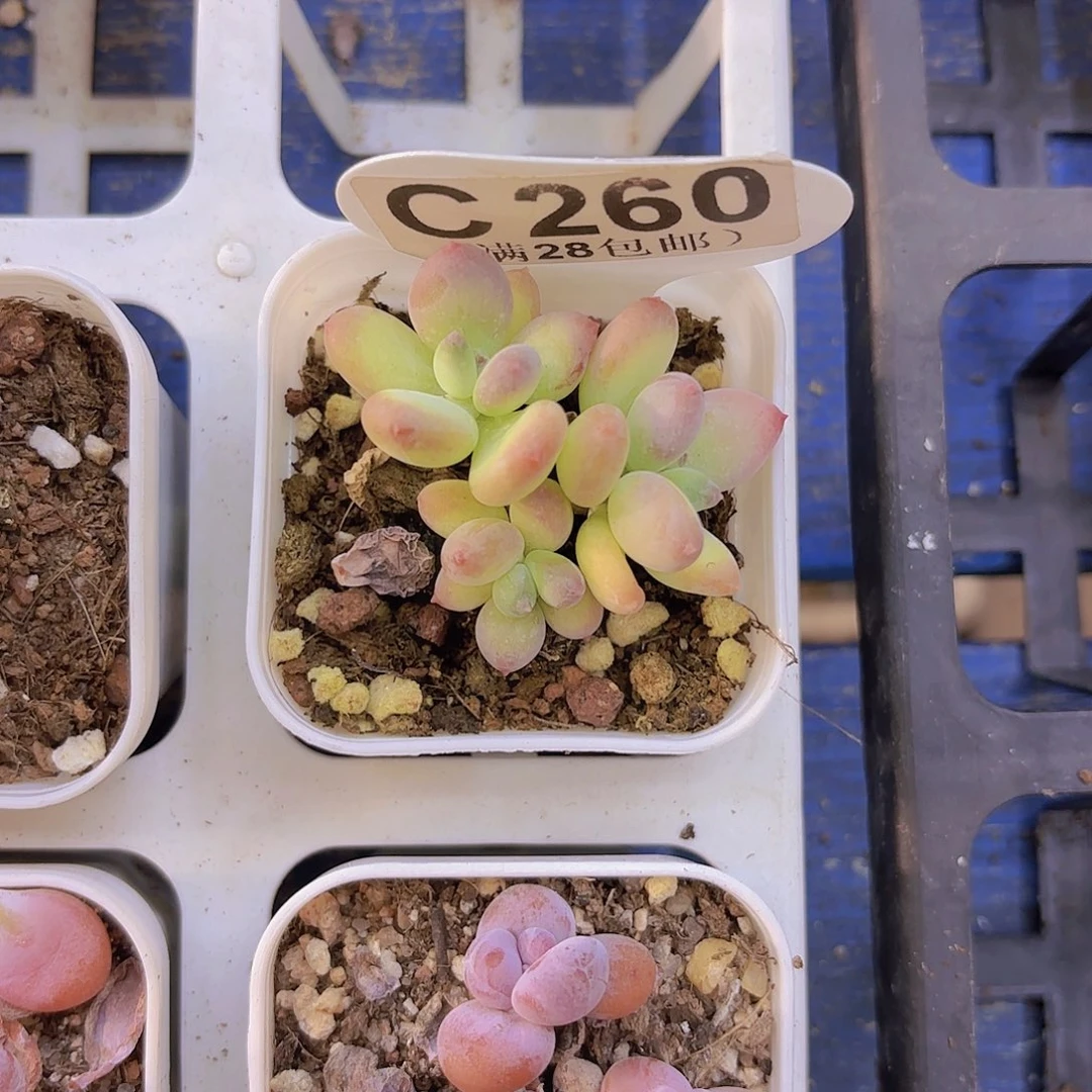 C260苹果奶一物一拍