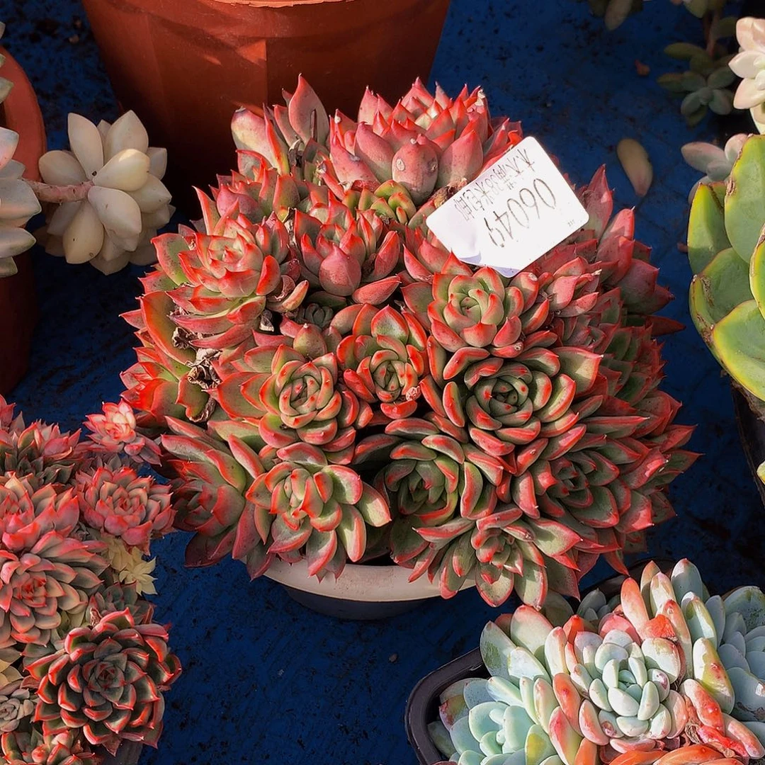 好***雨   瑞安娜多肉06049