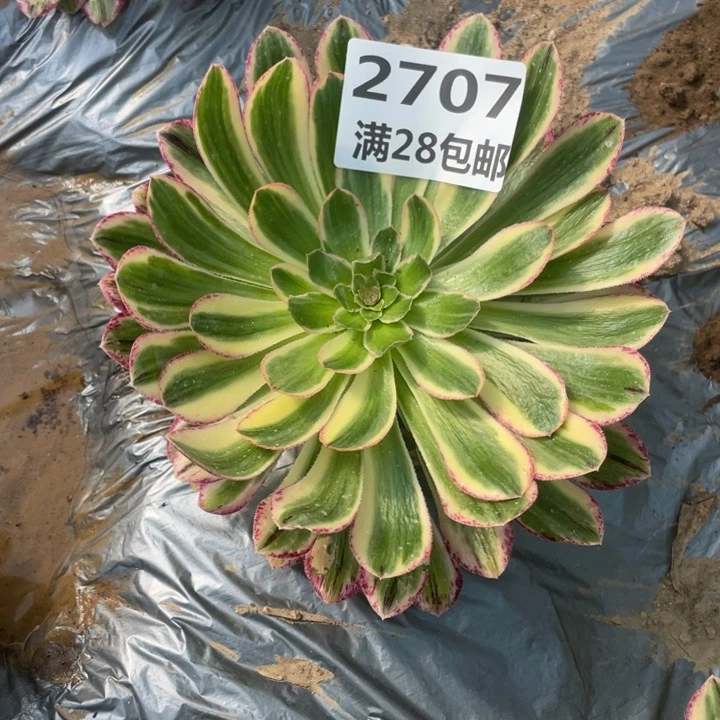 小**?2707三号棚五个V仅仅E