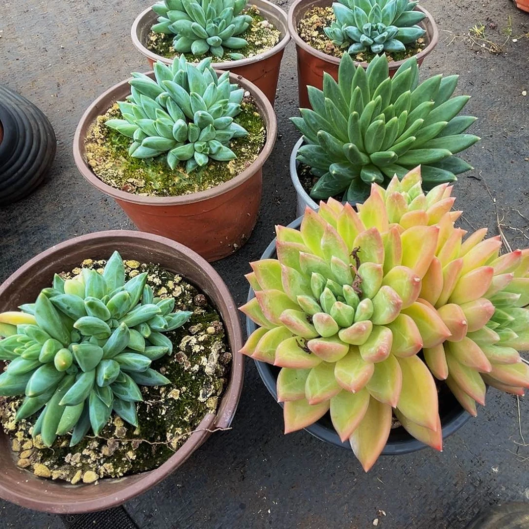 6颗美人系列多肉植物