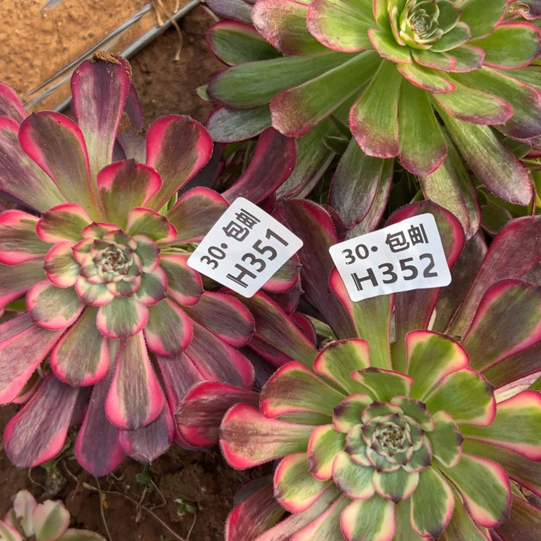 2颗黑金刚，多肉法师