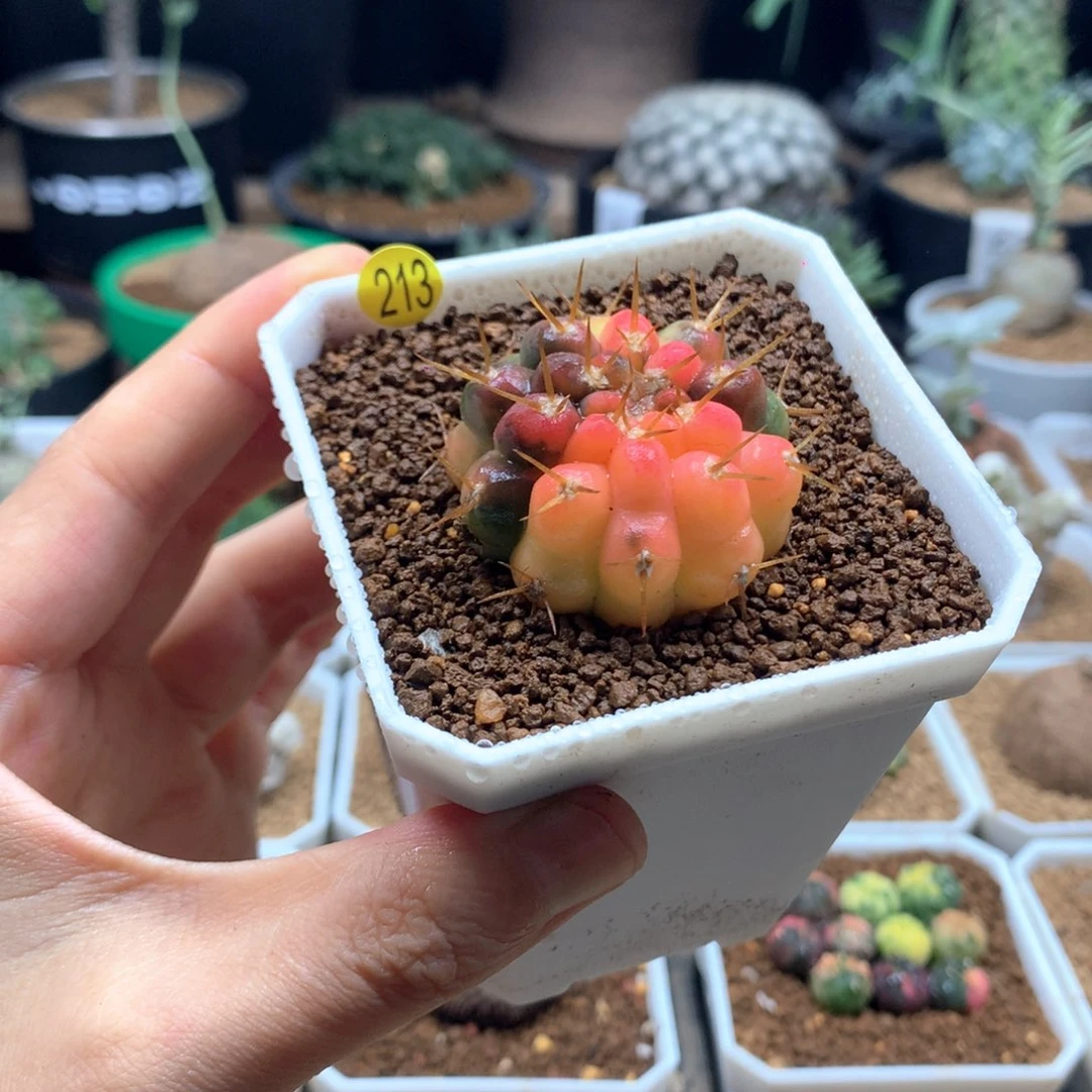 怪龙丸锦自根带盆213