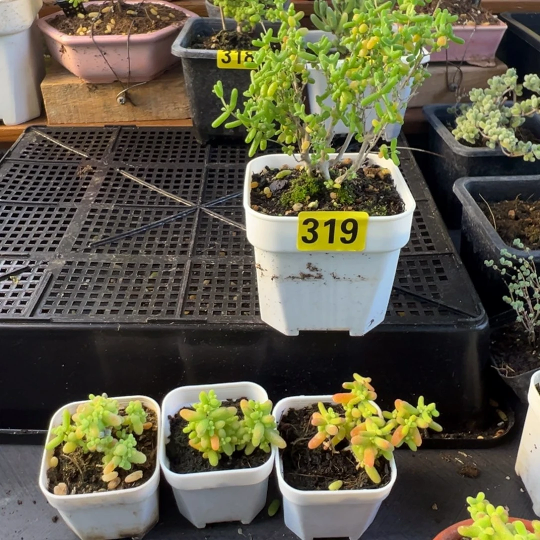 枝干番杏多肉植物319