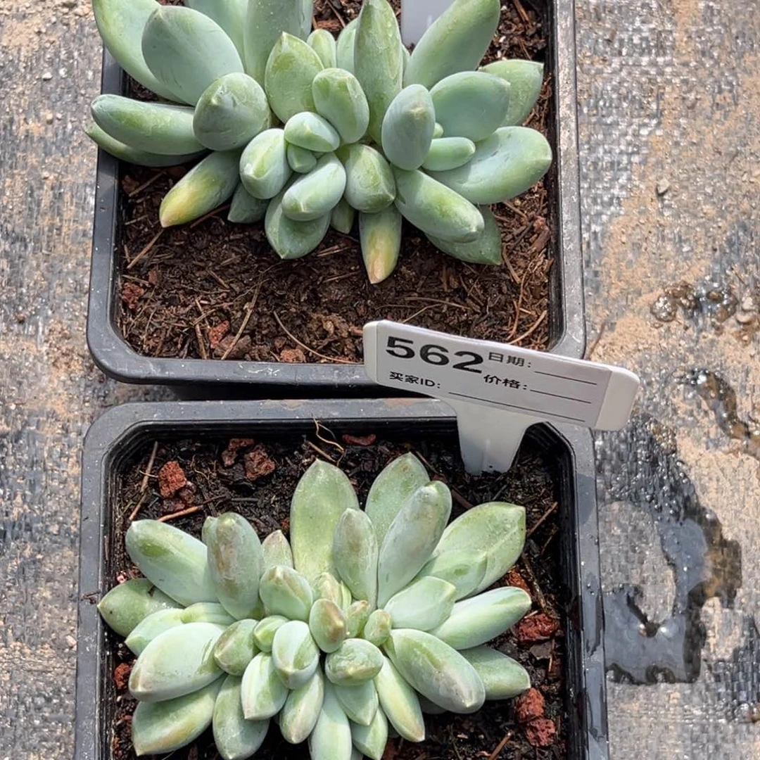 静***听三色美人多肉植物577
