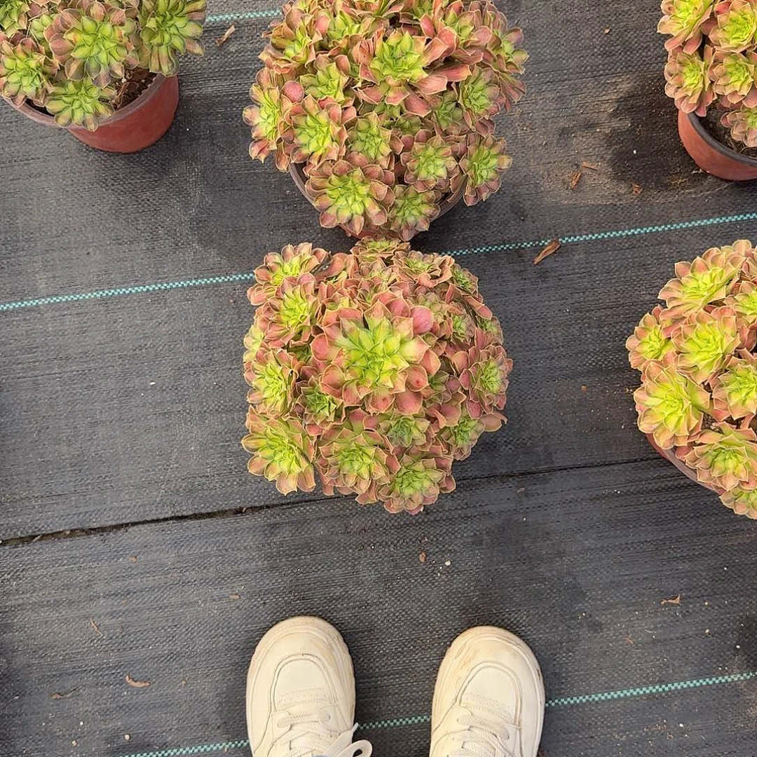 明***️邵华法师多美美美