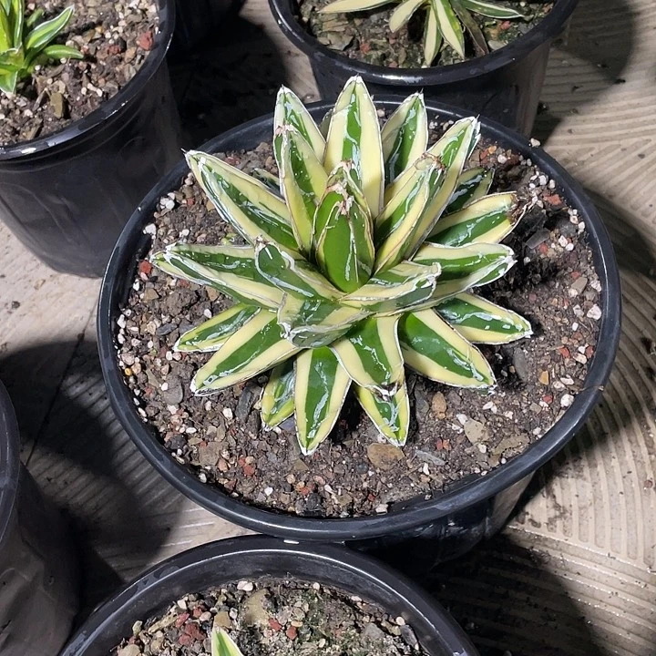 化***雪无花朵龙舌兰绿色植物