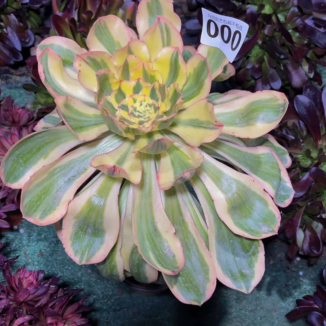 法师法师3-6包邮法师法师