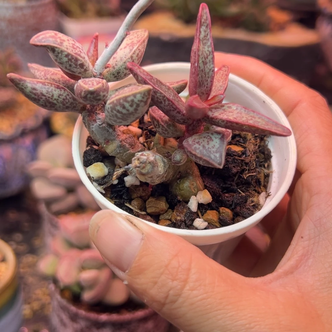 一物一拍，感谢支持