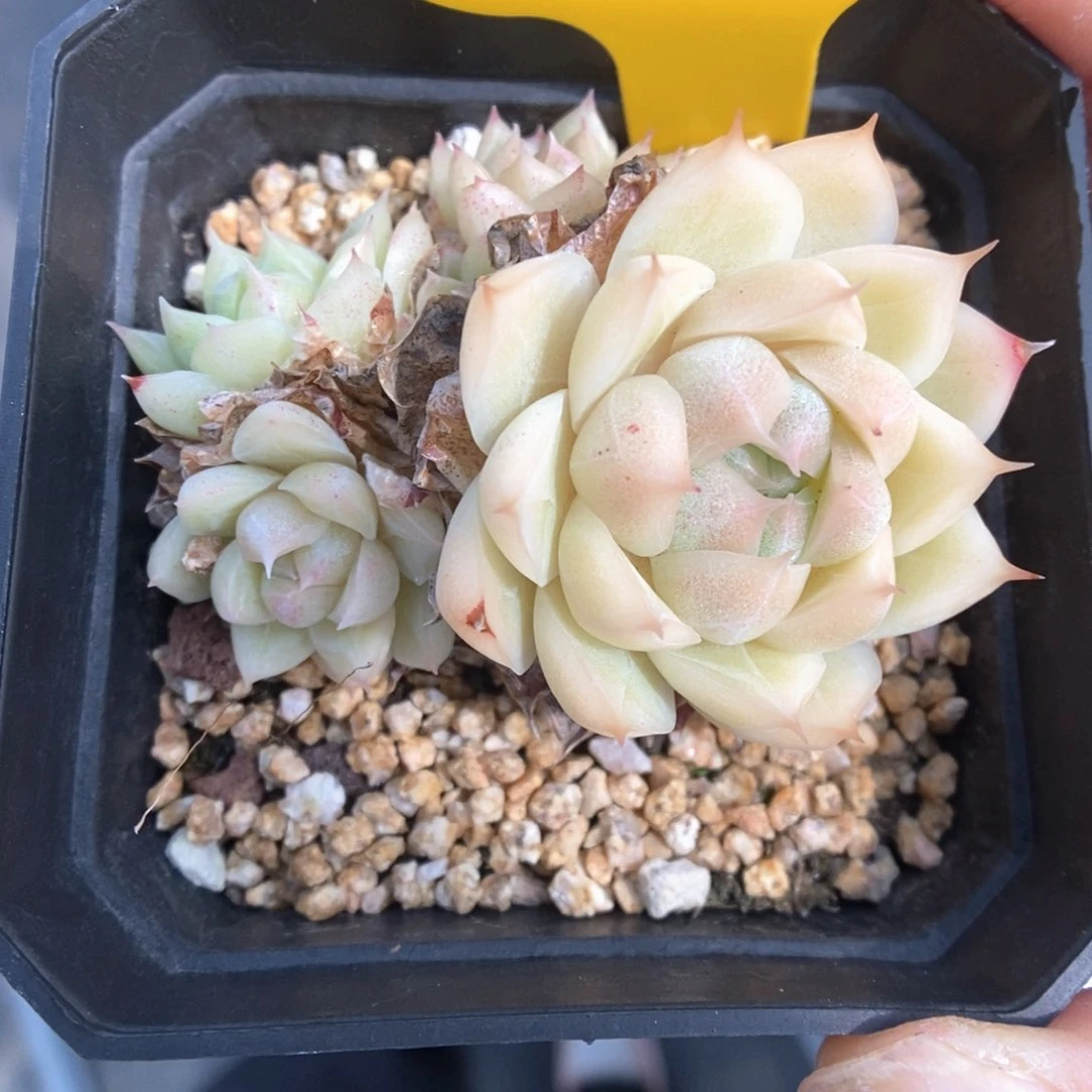 k***n麦秆群生2596号。