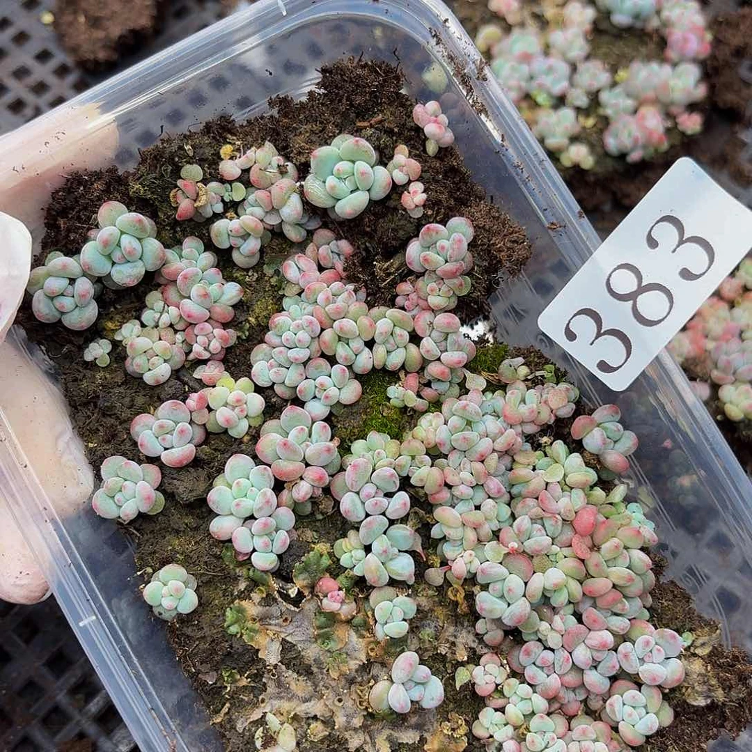多肉植物多肉植物383