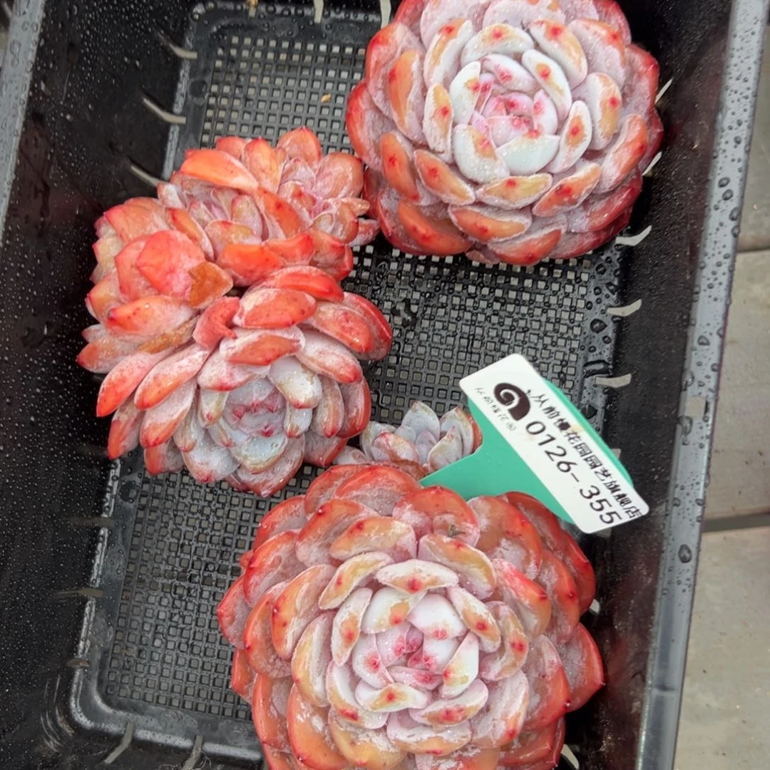 多肉一物一拍0126-355