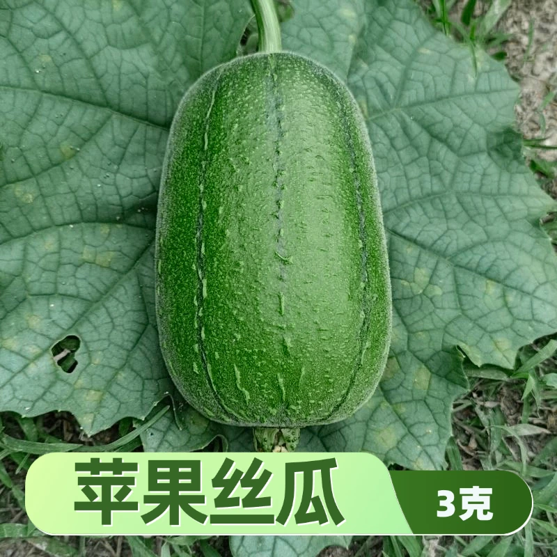 苹果丝瓜种子小朱爱三农甄选台湾肉丝瓜种籽优质高产庭院菜园种植