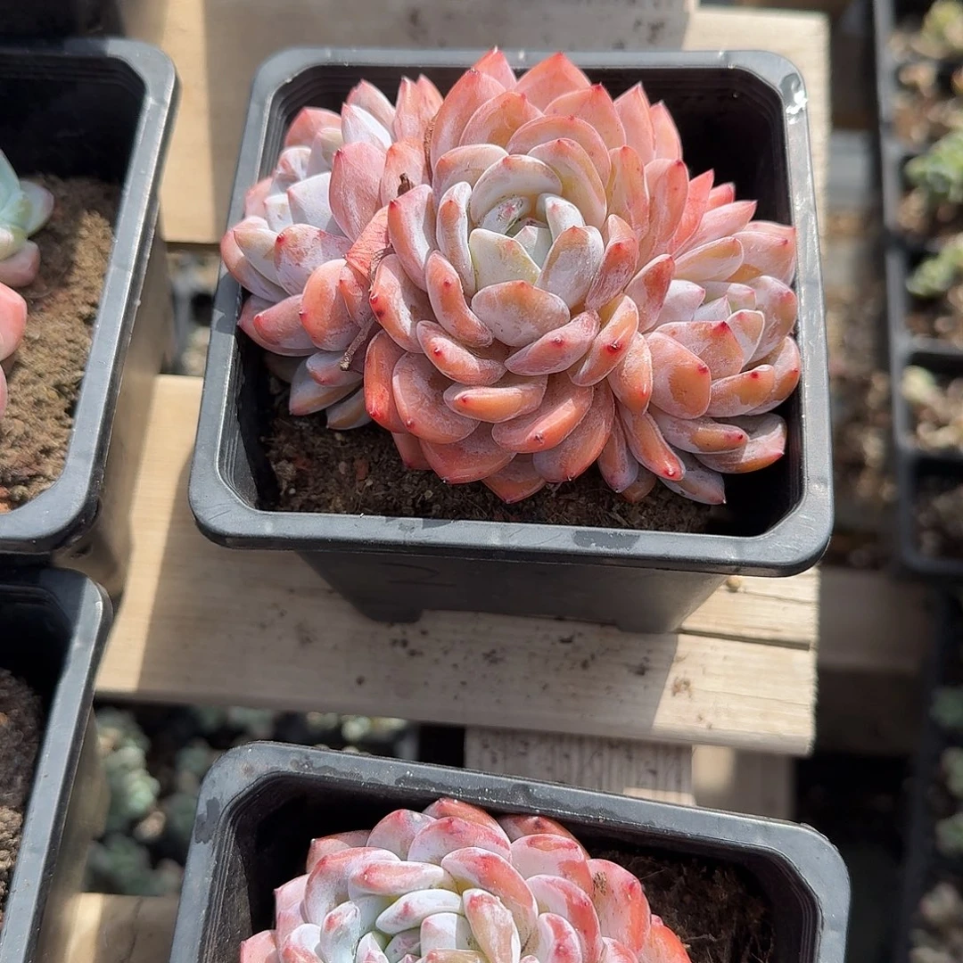 粉色成梦露群生多肉