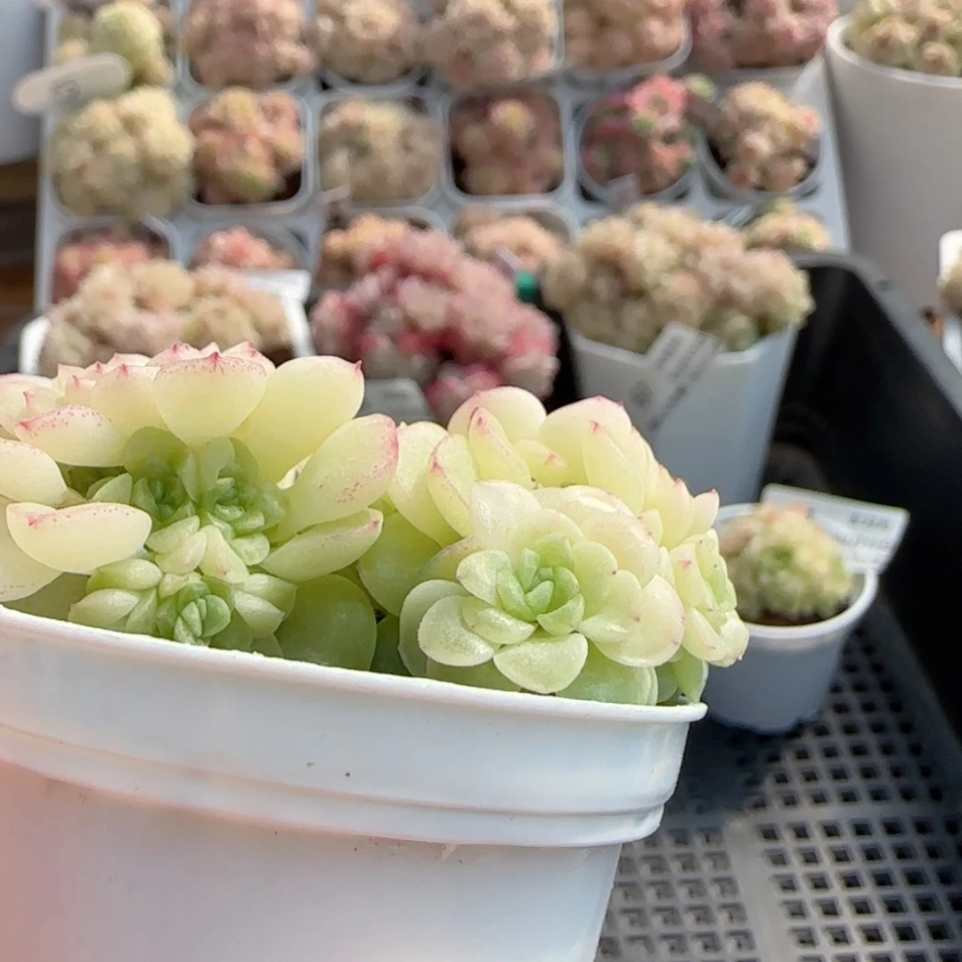 陈**儿【闪购商品】0219-72散的