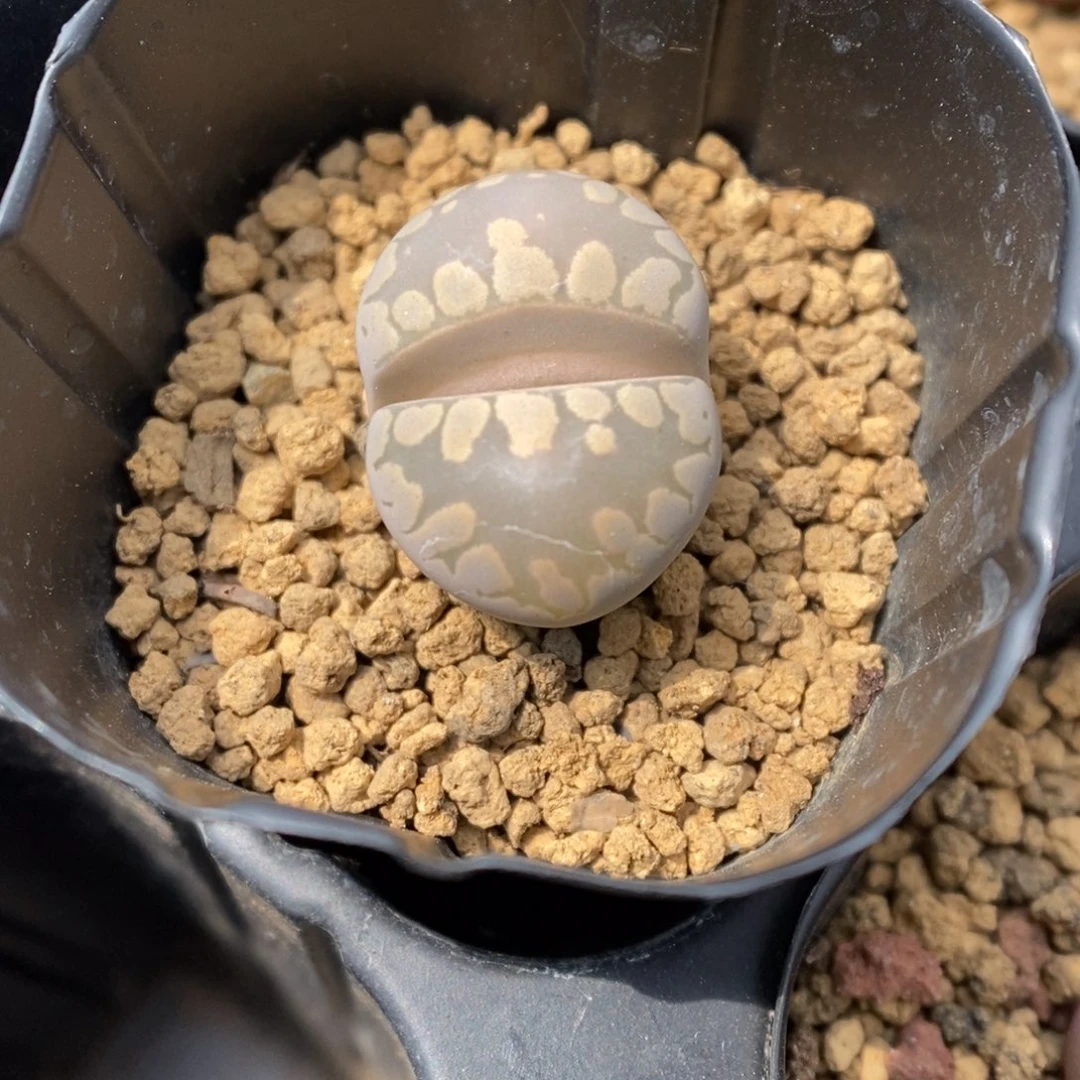 多肉植物大津绘K-3495