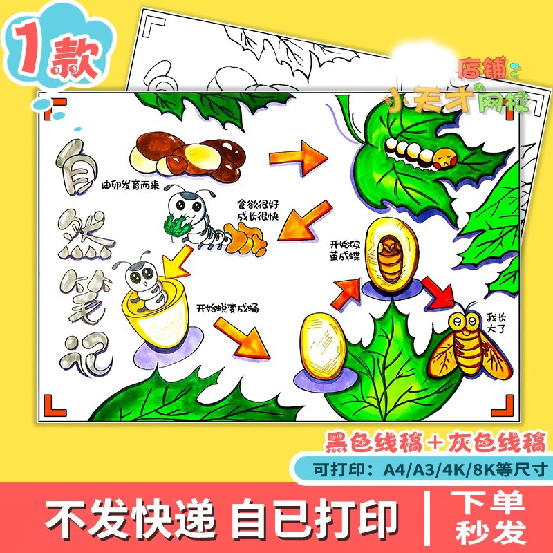 蚕的一生手抄报模板小学生蚕的生长变化动物昆虫观察记录日记绘画
