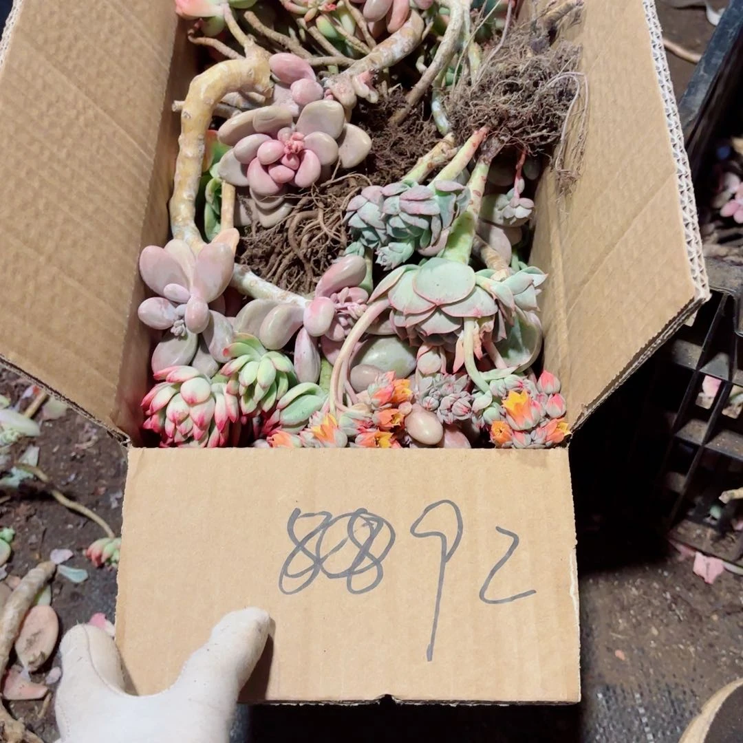 用****4杂花不售后92。
