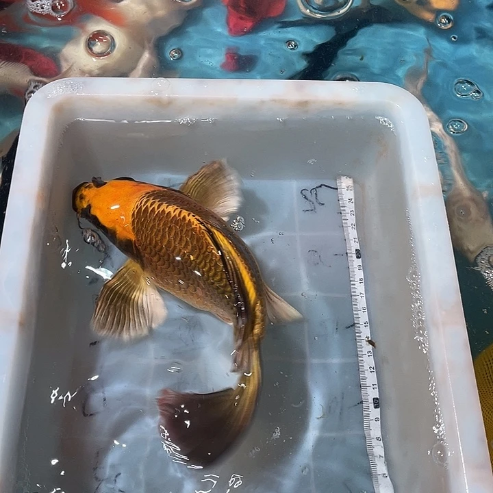 蝴蝶鲤鱼渔场直发71