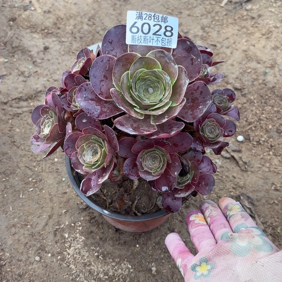 M. 6028美金玫瑰多肉植物