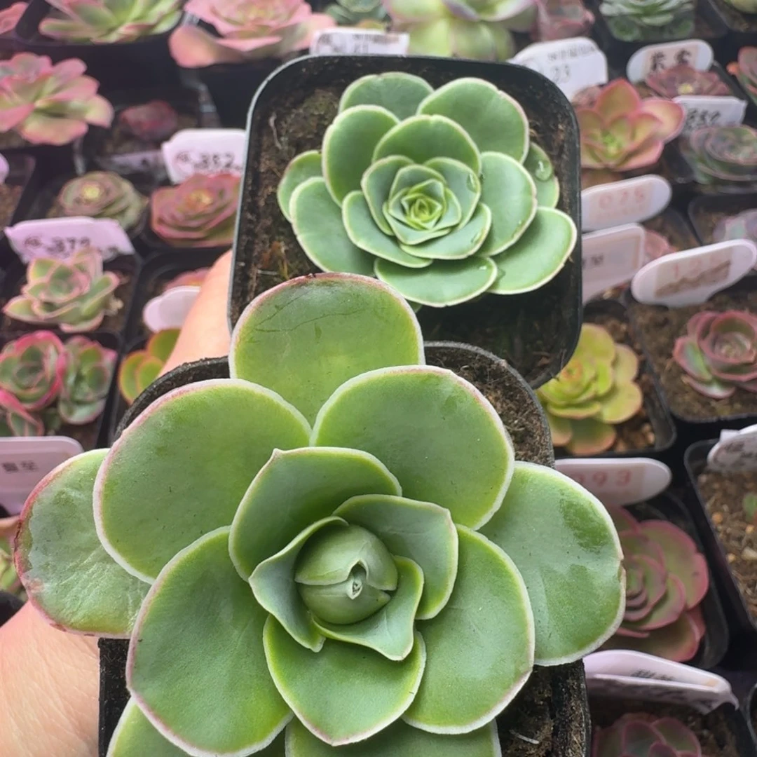 尘***c楹楹-123-6冠幅 CM