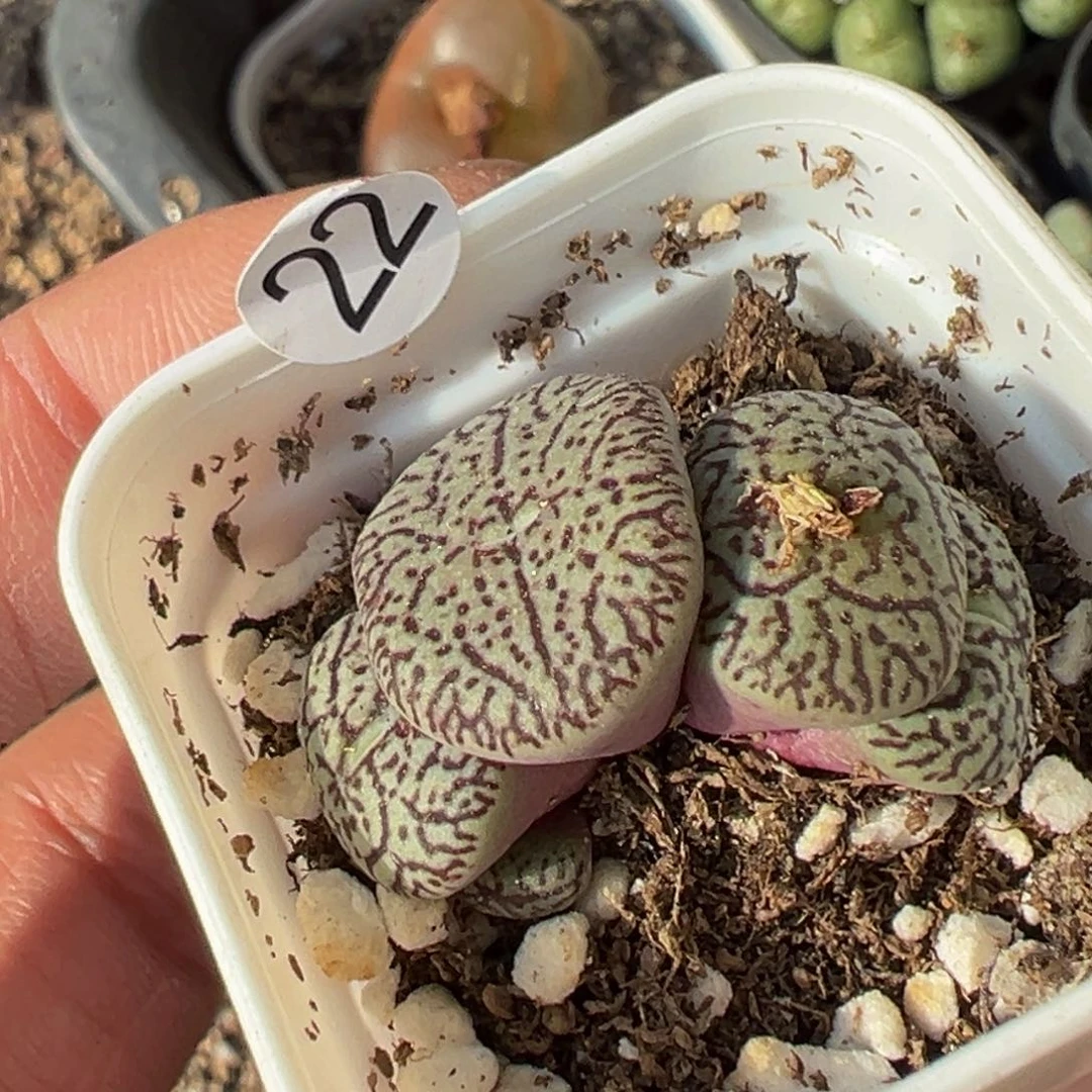 多肉植物111111111111111