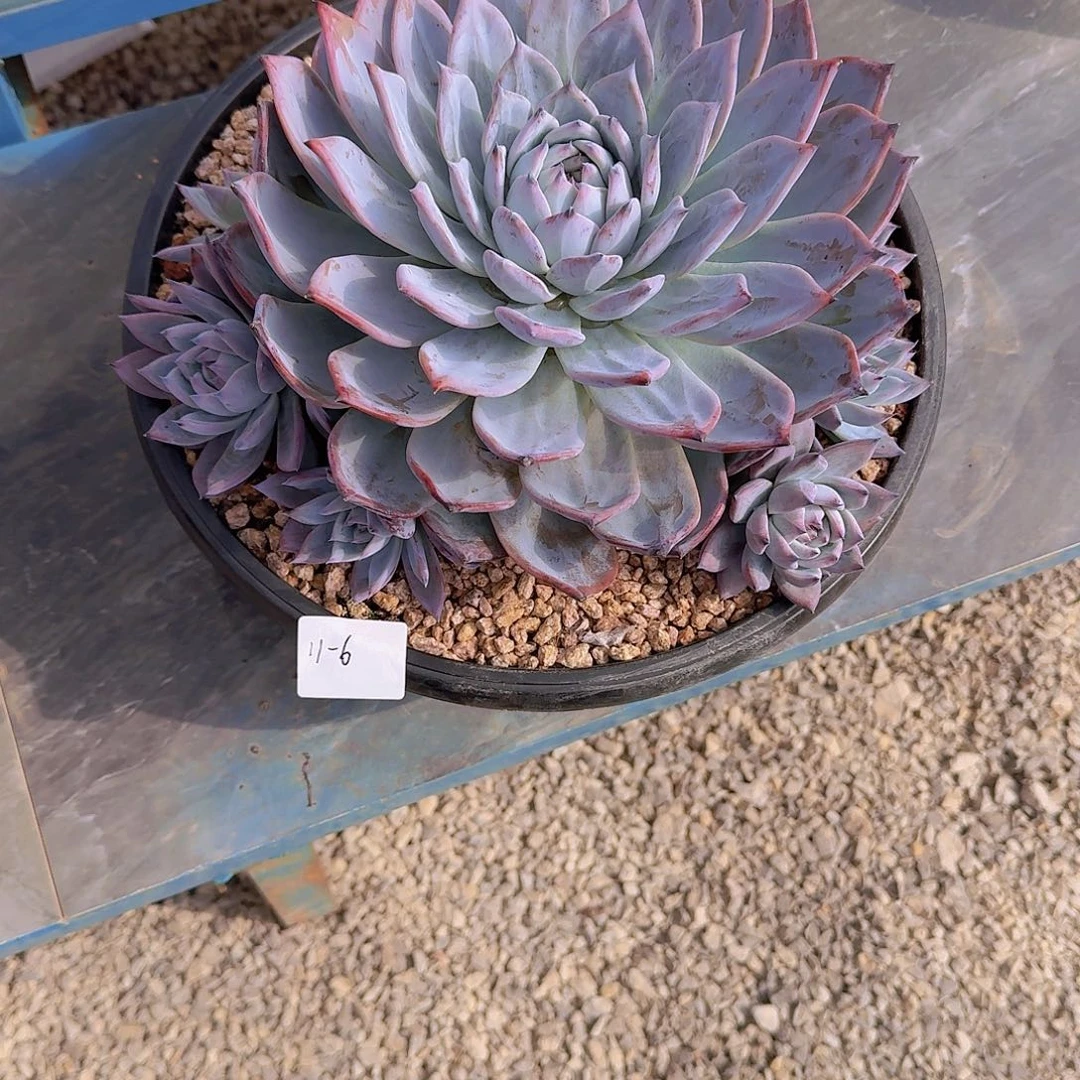 风***11-6黑卡差价多肉植物