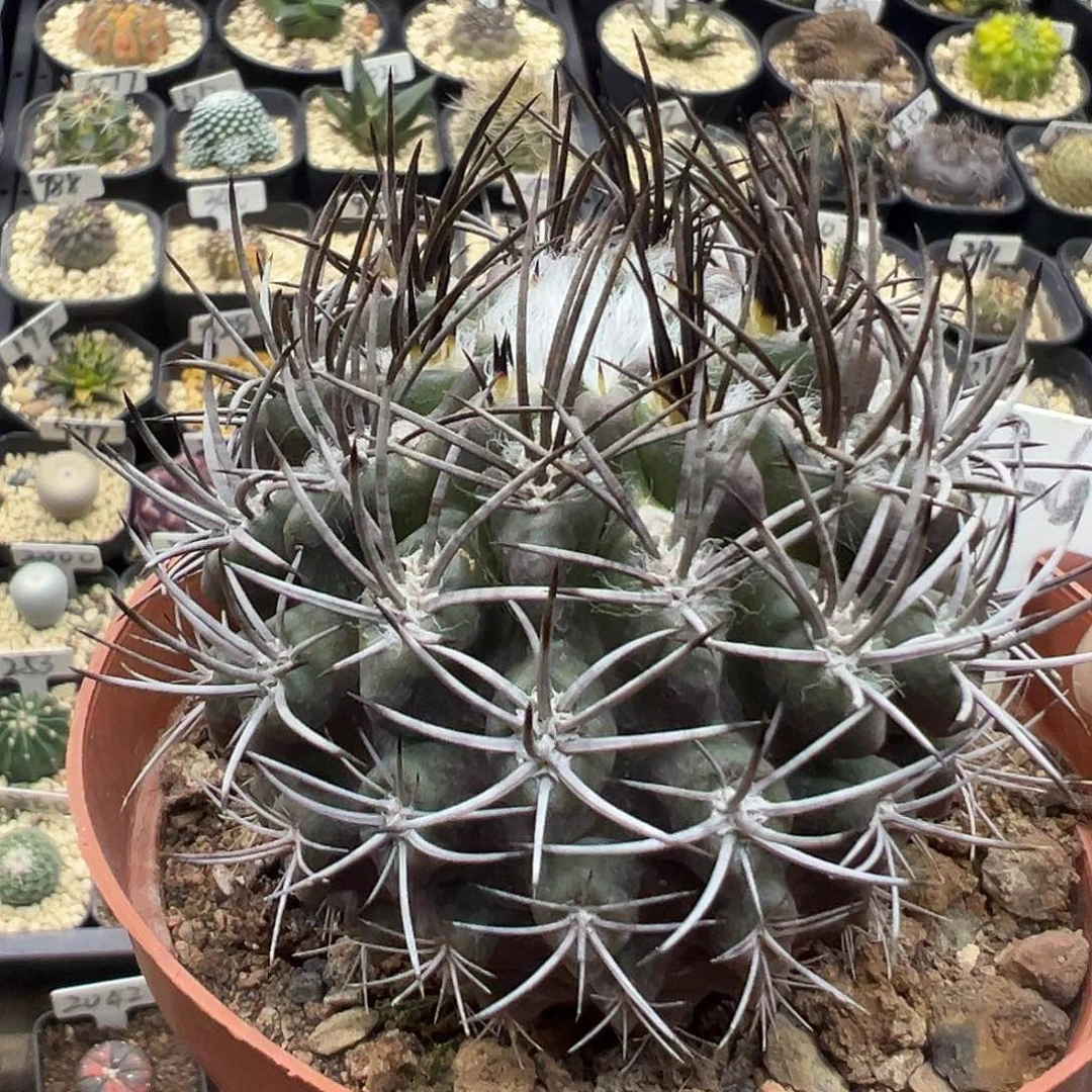 2026羊毛球实生仙人球