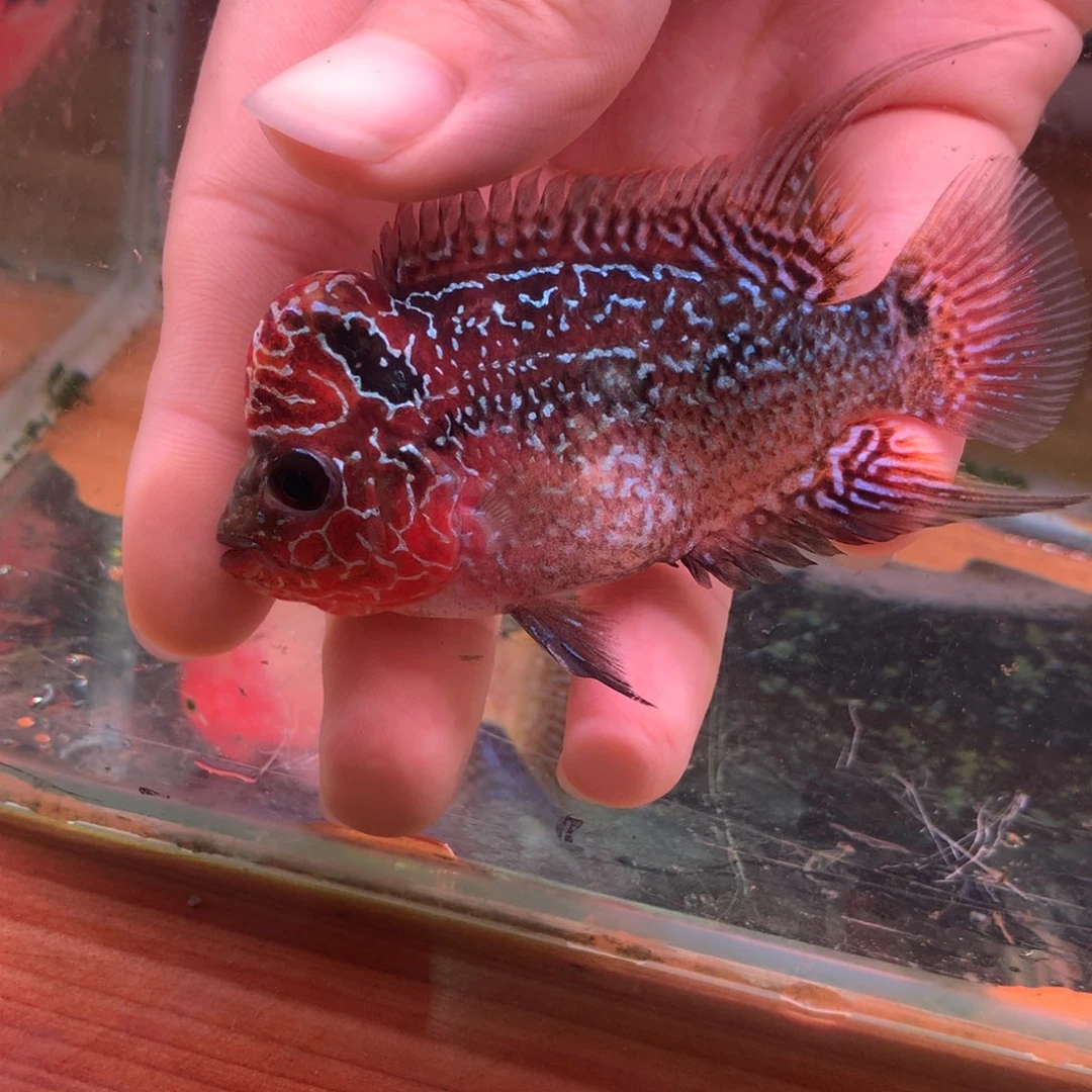 罗汉鱼福利鱼罗汉鱼4