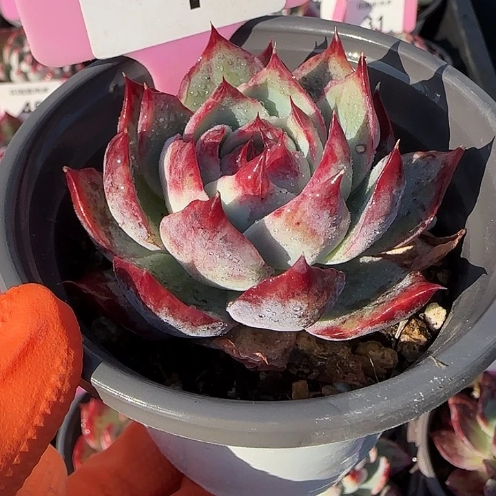 1 惊鸿仙子多肉植物7-9cm