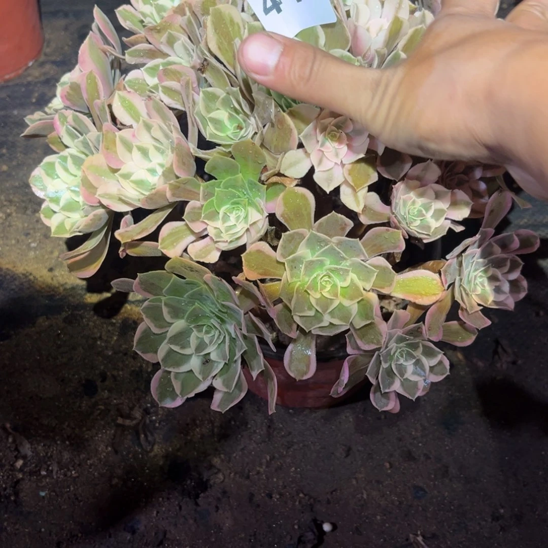 四***景皇后多肉法师417号