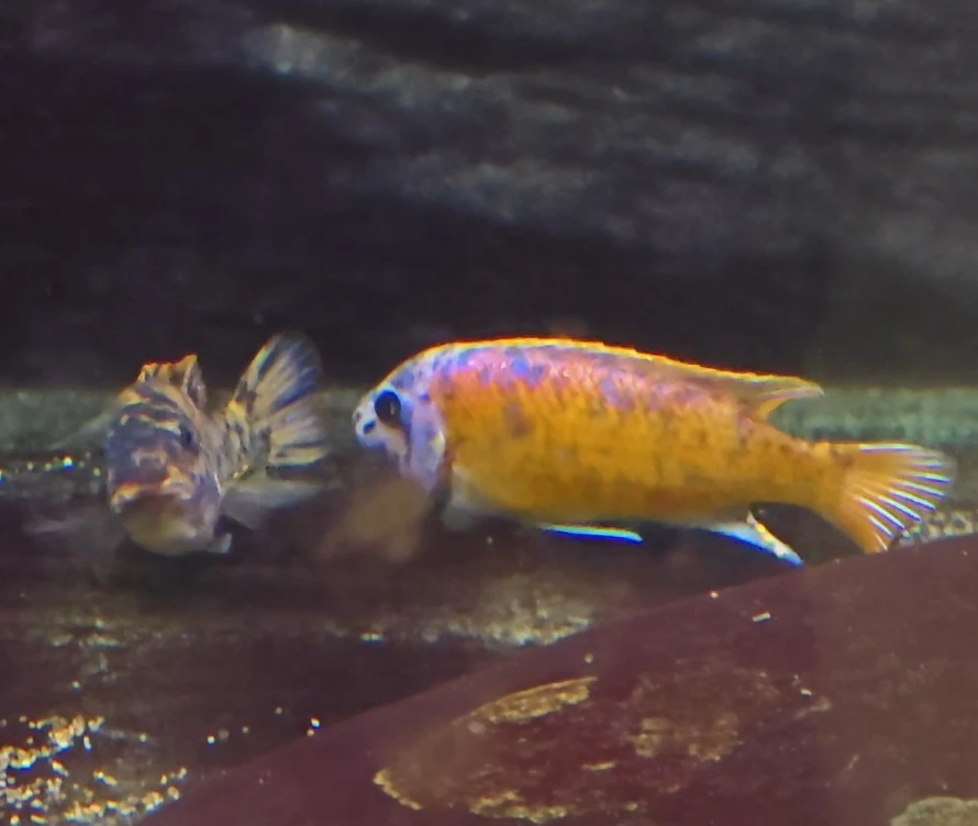 三湖慈鲷，专拍链接，发货后，不退不换！