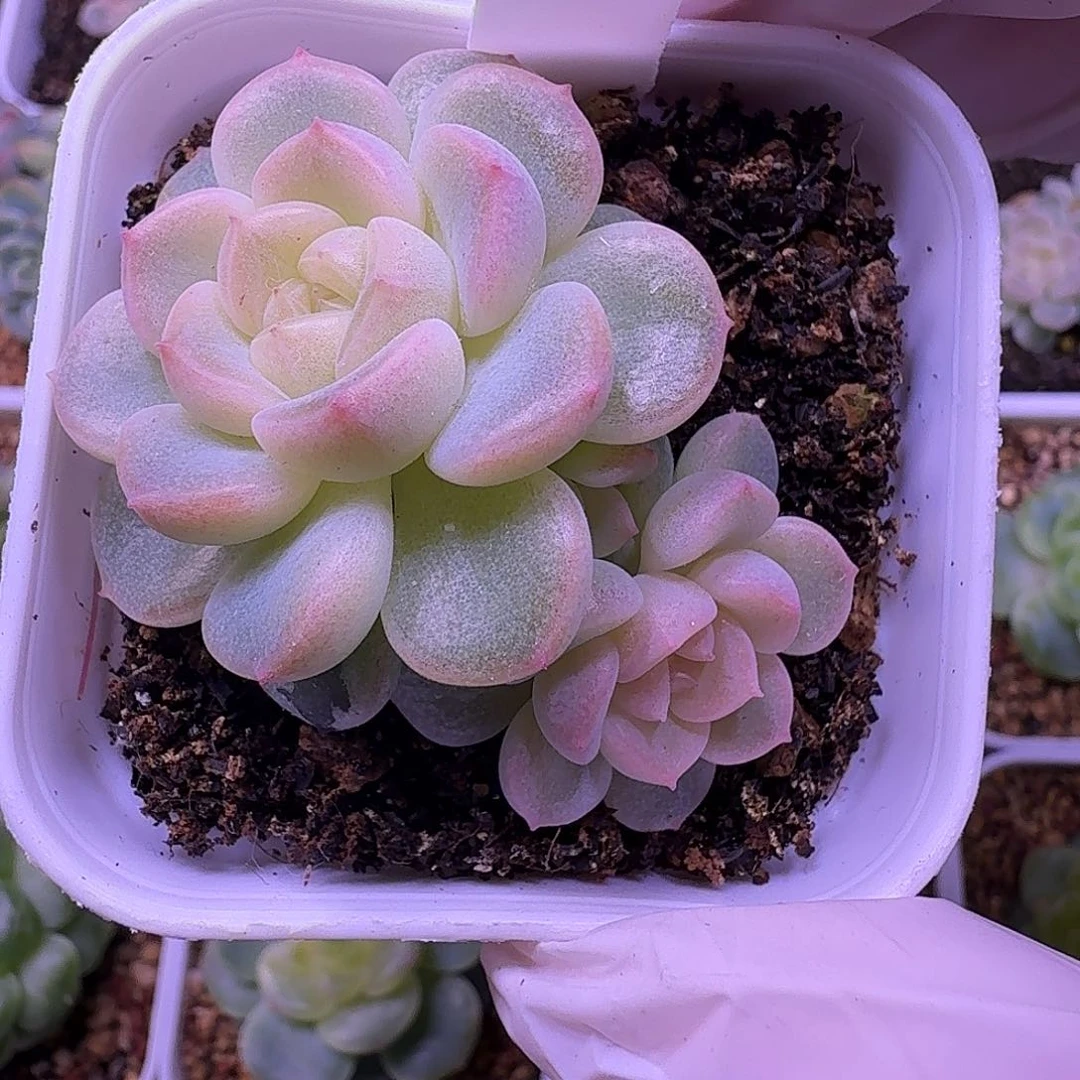 财富密码绿财富一物一拍