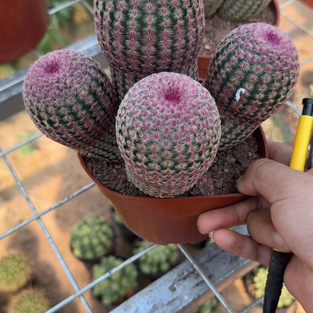 纺****可口可乐了可口可乐