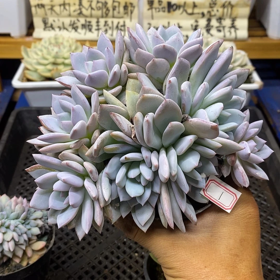 2801 嫦娥大群 7 天后发货