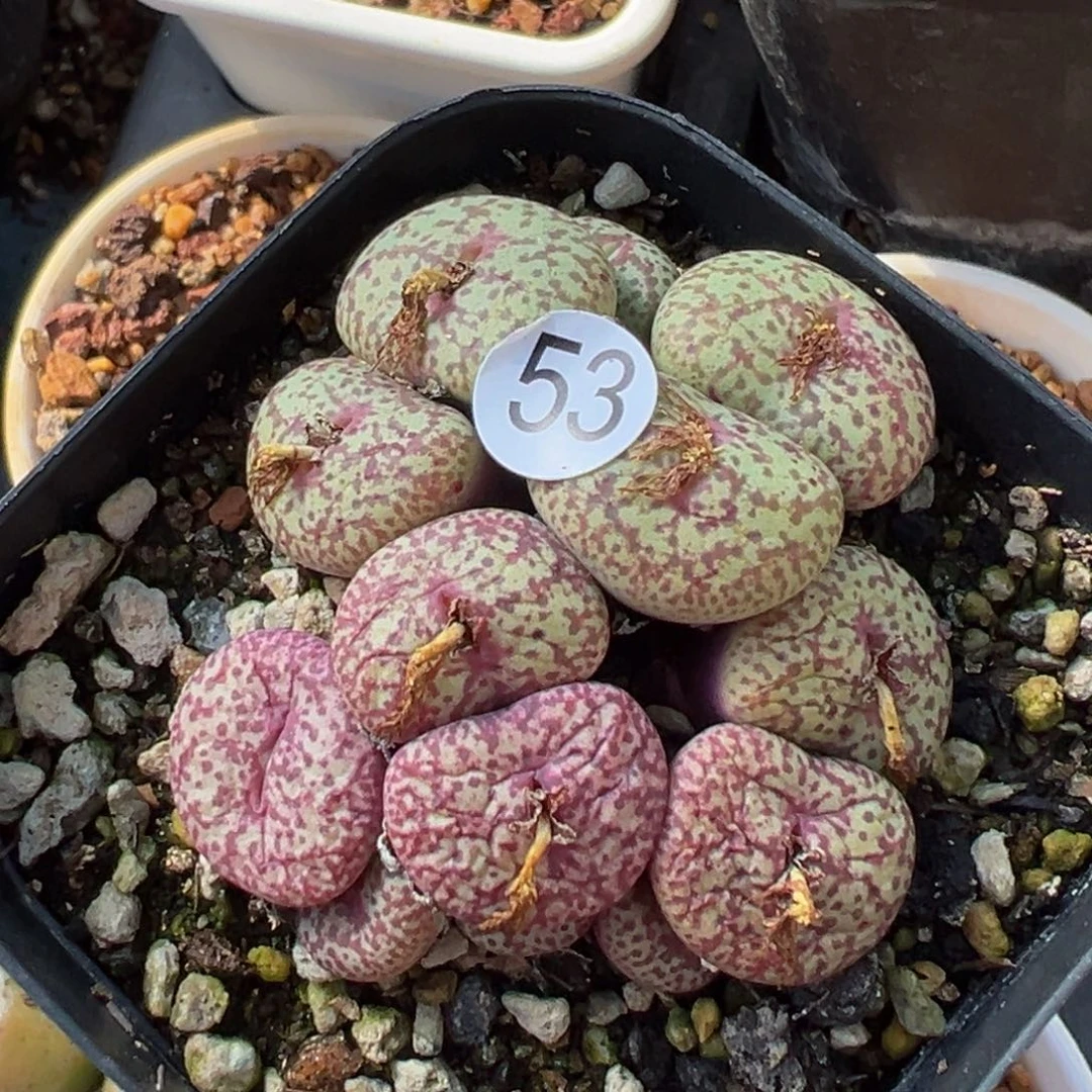 多肉植物11111111111111