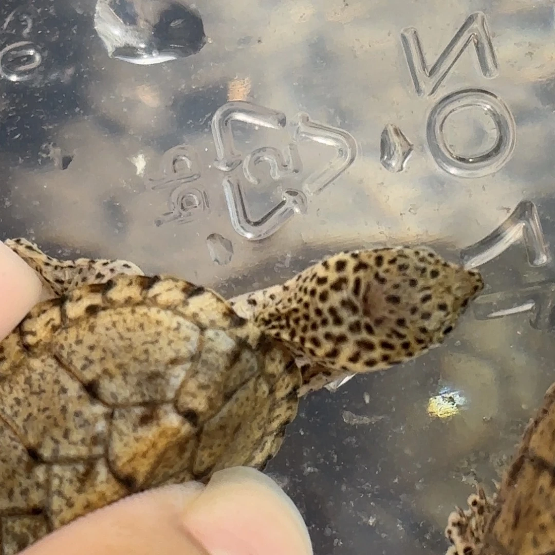 宠物龟不分公母全品超级大粗满文黑刀